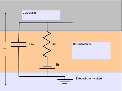./images/neuronalcompartment.jpg