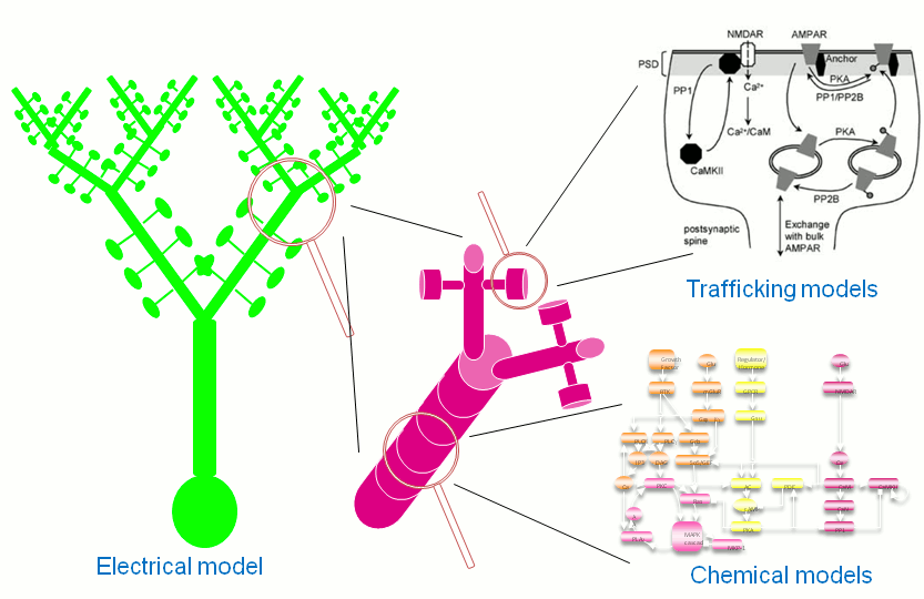 Multiscale Modeling in MOOSE