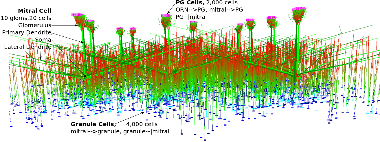 Olfactory Bulb Model
